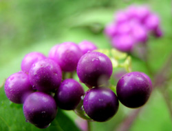 紫の実